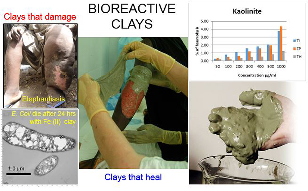 Bioreactive clay minerals: impacts on environmental and human health